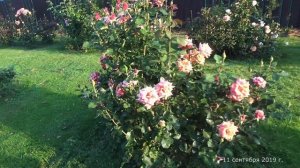 Видео обзор розы Энн Хэндэрсон (Флорибунда) - Ann Henderson.(Fryer Великобритания, 2004)