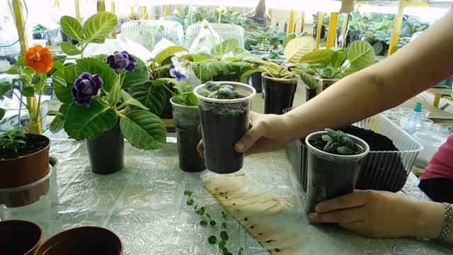 ?Гибискус из семян выращивание в домашних условиях ? смотреть онлайн