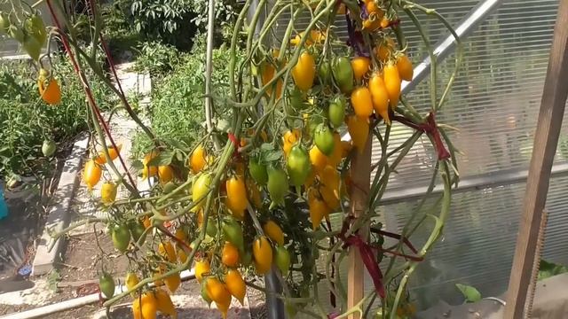 Томат Мамонтенок может дать второй урожай! Обзор теплицы в конце июля. смотреть онлайн
