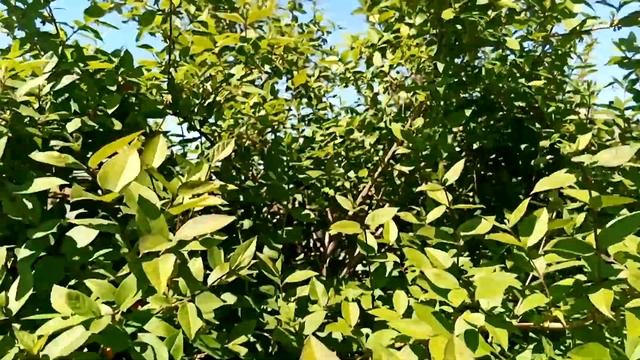 Краснодарский край первые ягоды 1 мая смотреть онлайн