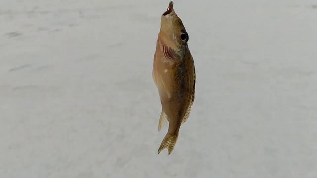 Рыбалка на Шабровском пруду. Ловля сига. 17 ноября 2020 г. смотреть онлайн