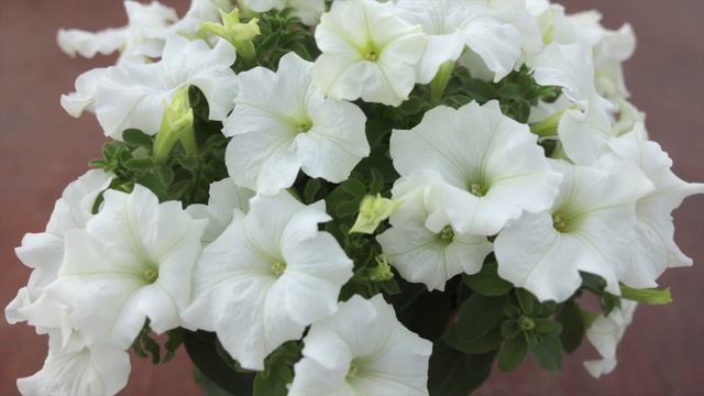 Surfinia® White Morn (Surf Minisaro) смотреть онлайн