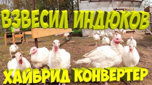 Взвесил индюков Хайбрид Конвертер в 9 недель. Посадил грядку.[Жизнь в деревне]