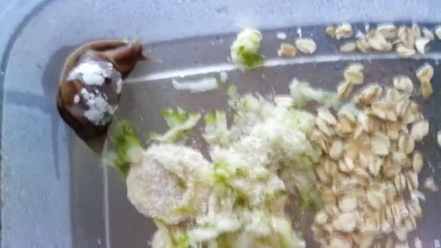 У улиточки треснула раковина ( смотреть онлайн