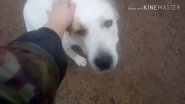 Беременность алабая #алабай#признакибеременностиуалабаев смотреть онлайн