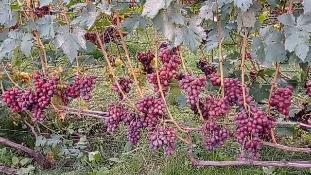 @ДЕГУСТАЦИЯ Виноград ТАЛДУН Виноград 2021 смотреть онлайн