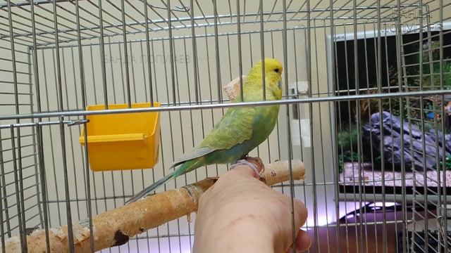 Дрессировка попугая || Учим команду: "Ко мне!" || 1й день || Сразу результаты! смотреть онлайн