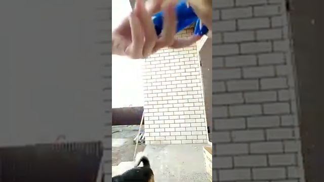 Одеваем ошейники от блох и клещей коту и собакам смотреть онлайн