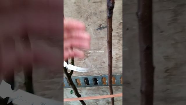 Питомник растений / Дерево-сад (3х прививочные деревья) едут на объект. смотреть онлайн