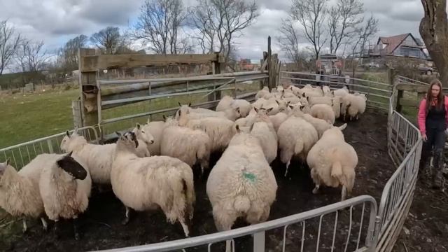 Bringing the SHEEP home for LAMBING! смотреть онлайн