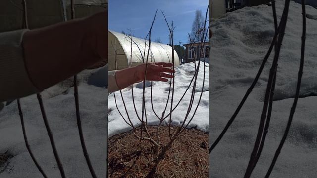 Обрезка метельчатой гортензии Полярный Медведь. смотреть онлайн