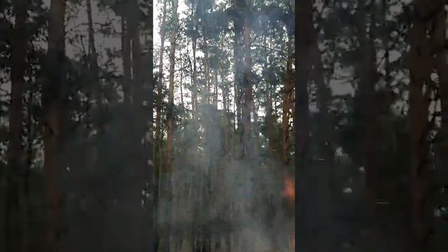 Как у нас работает служба по охране лесных массивов смотреть онлайн