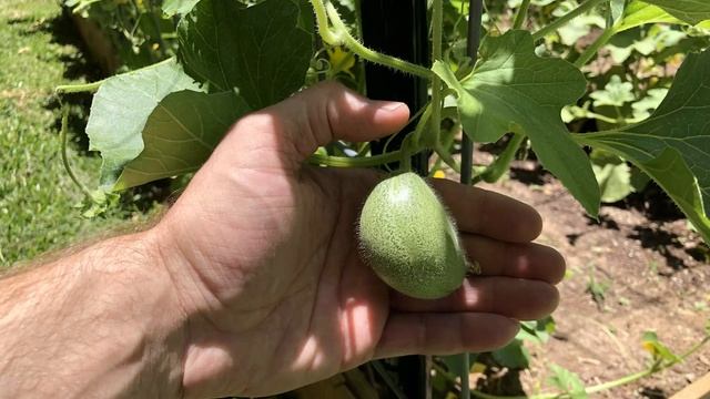 Vertical Growing Cantaloupe Garden смотреть онлайн