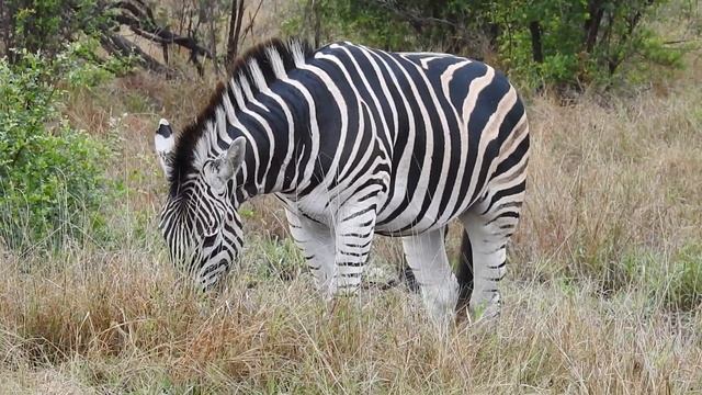 Burchell's Zebra (Equus quagga burchellii) Animal Call, Sounds & Video | Stories Of The Kruger смотреть онлайн