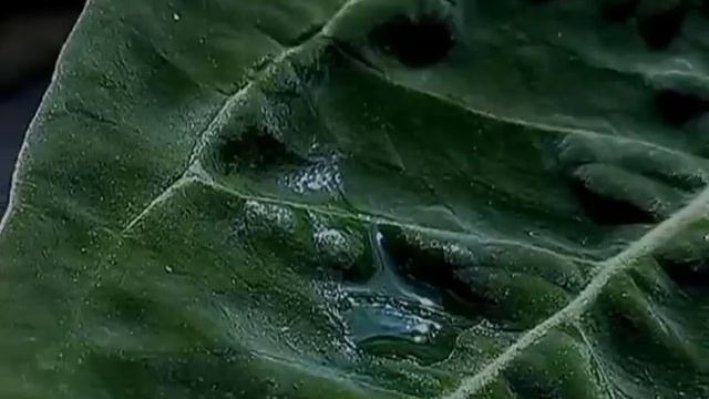 Anthurium Forgetii Hybrid With The Character Of Dark And Muscular Leaves #anthurium