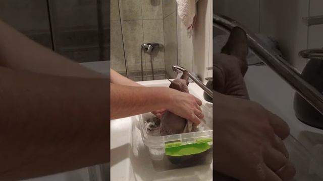 Купаємо канадського сфінкса 🐾🐾 смотреть онлайн