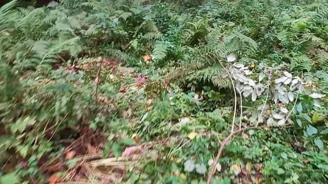 Опеньки біля с. Залісся які я залишив 2021 р. mushrooms. grzyby смотреть онлайн