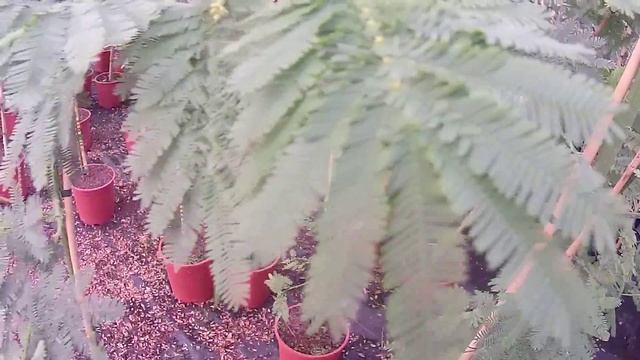 Big Plant Nursery - Acacia dealbata (Mimosa Tree) смотреть онлайн