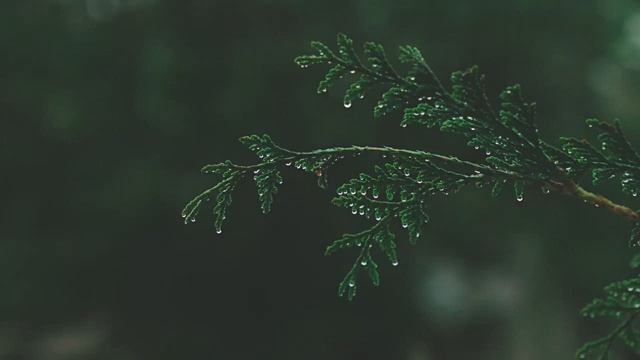 Звуки дождя для медитации, Pелаксации и глубокого сна. Meditation Music #soundsofnature #soundofrai