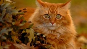 •Рыжий кот•Детская песенка про кота.