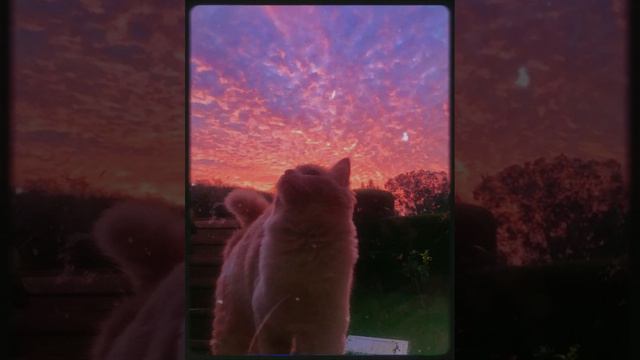 Home - Resonance Reversed