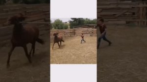 Обучение дикого коня ?