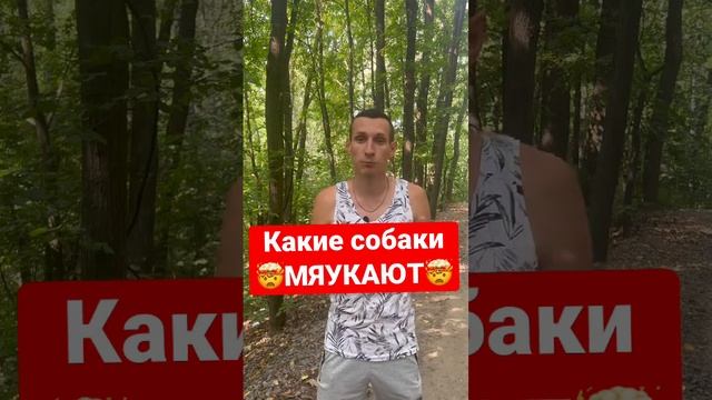 Почему собаки мяукают?? смотреть онлайн