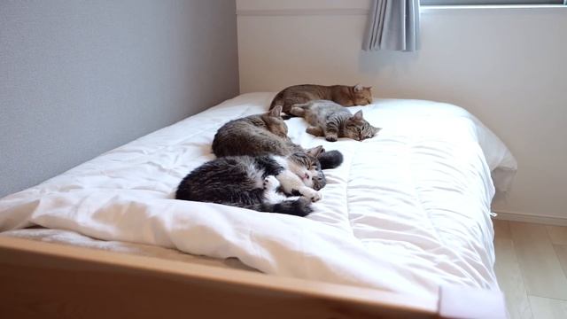 Kitten Lili have made the kitchen sink her favorite place! смотреть онлайн