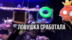 ЛОВУШКА ДЛЯ РЫБ (своими руками) СРАБОТАЛА / МОРСКОЙ АКВАРИУМ