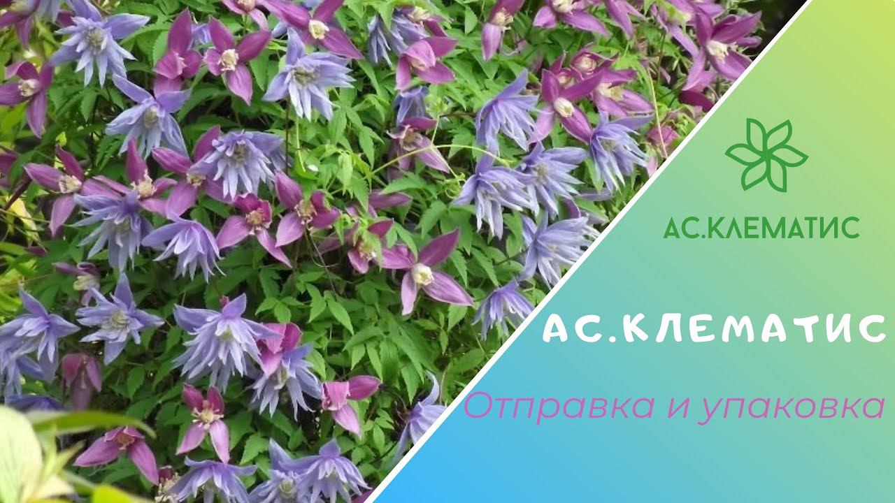 КЛЕМАТИСЫ. Упаковка саженцев перед отправкой заказчику. смотреть онлайн