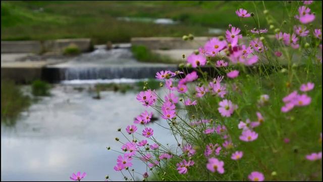 Very sweet music for remove stress| Boost happiness| Meditation| Yoga| Spa смотреть онлайн