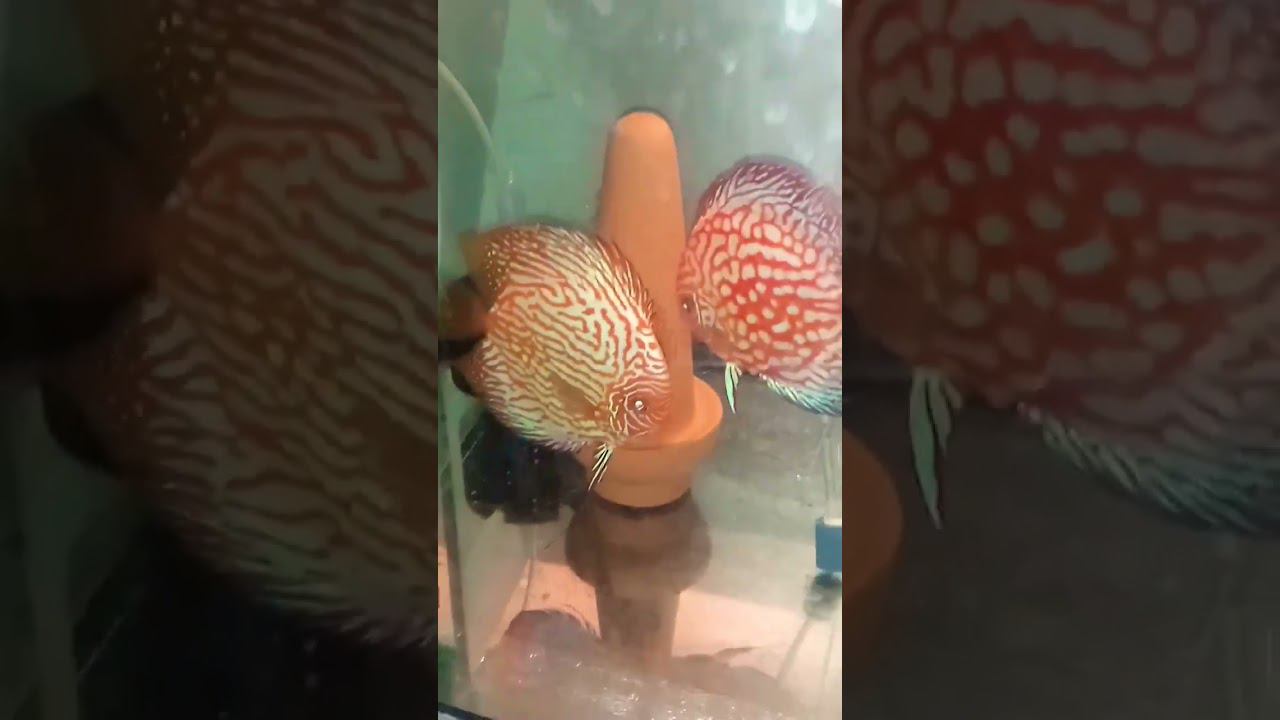 Пара Пидженов с мальком отметала #discus #aquarium #дискусы #аквариумныерыбки #аквариум смотреть онлайн