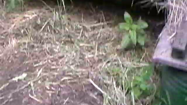 Утро у цыплят и у кроликов смотреть онлайн