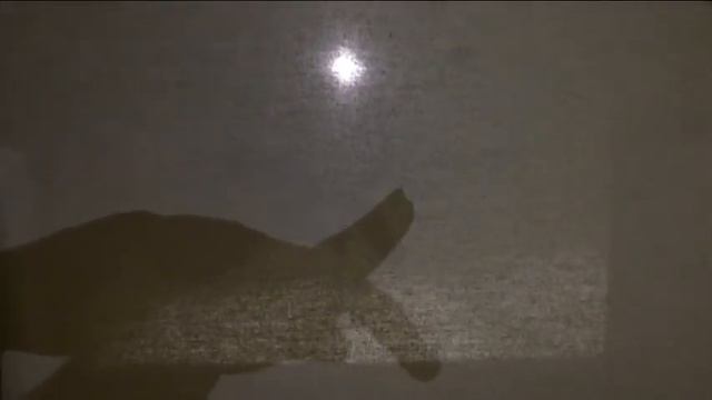 Мир животных в мире теней. смотреть онлайн