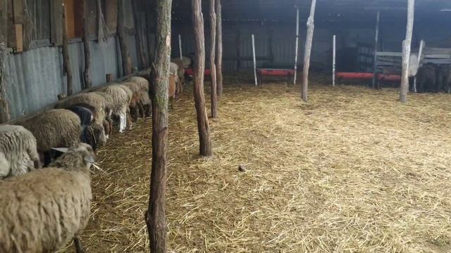 Откорм ягнят на мясо, отвечаю на некоторые вопросы, можно уже продавать, какой будет доход!!! смотреть онлайн