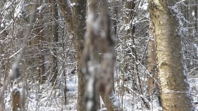 Загонная охота. Кабан. 4 декабря 2016г. смотреть онлайн