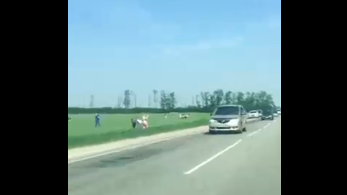  Человеческая саранча на полях смотреть онлайн