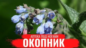 ОКОПНИК / О правилах сбора, нюансах заготовки и приготовлении полезных настоев / Аптека под ногами