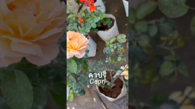 R078 คาปริ смотреть онлайн