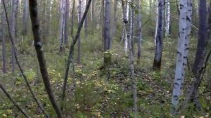 Почему не стоит брать лайку ЗСЛ  на охоту по  рябчику!