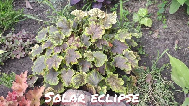 Гейхерелла сорт solar eclipse окрас листьев в июле смотреть онлайн