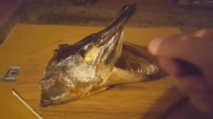 как сделать чучело из головы щуки