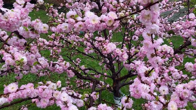 A chickadee on my double flowering almond tree 2021 / Prunus Triloba Multiplex смотреть онлайн
