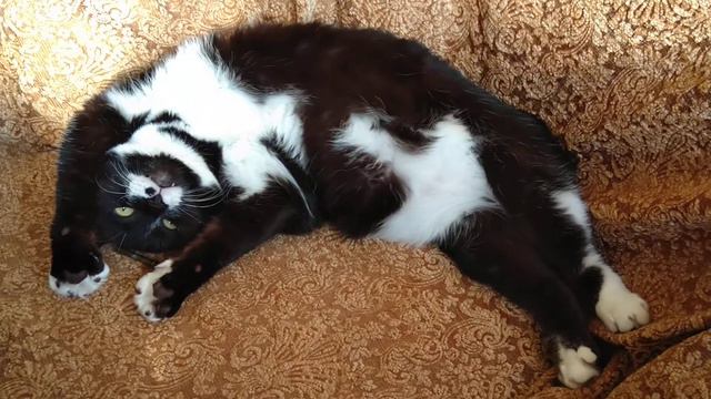 Can you do that? Cats Stories 52.А ты так умеешь?Киськины истории 52. смотреть онлайн