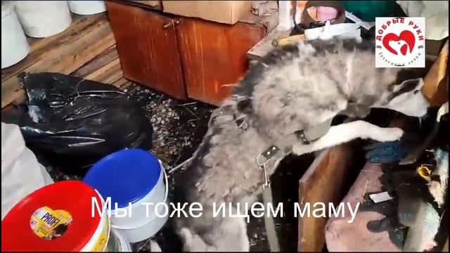 Маленькое добро отправляем в Сибирь! Неделя в дороге с собаками. смотреть онлайн