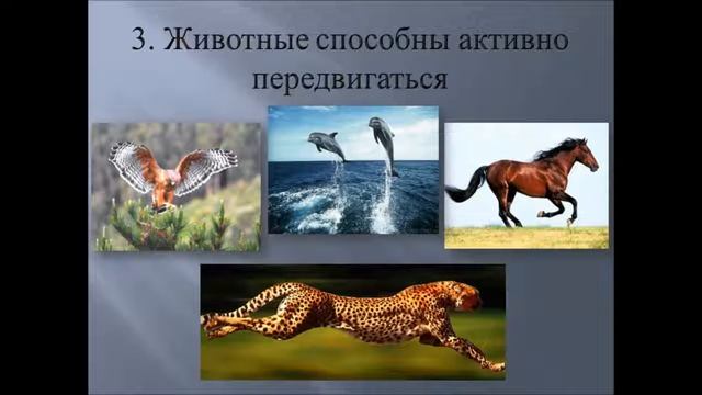 Отличия животных от других организмов #био100 смотреть онлайн