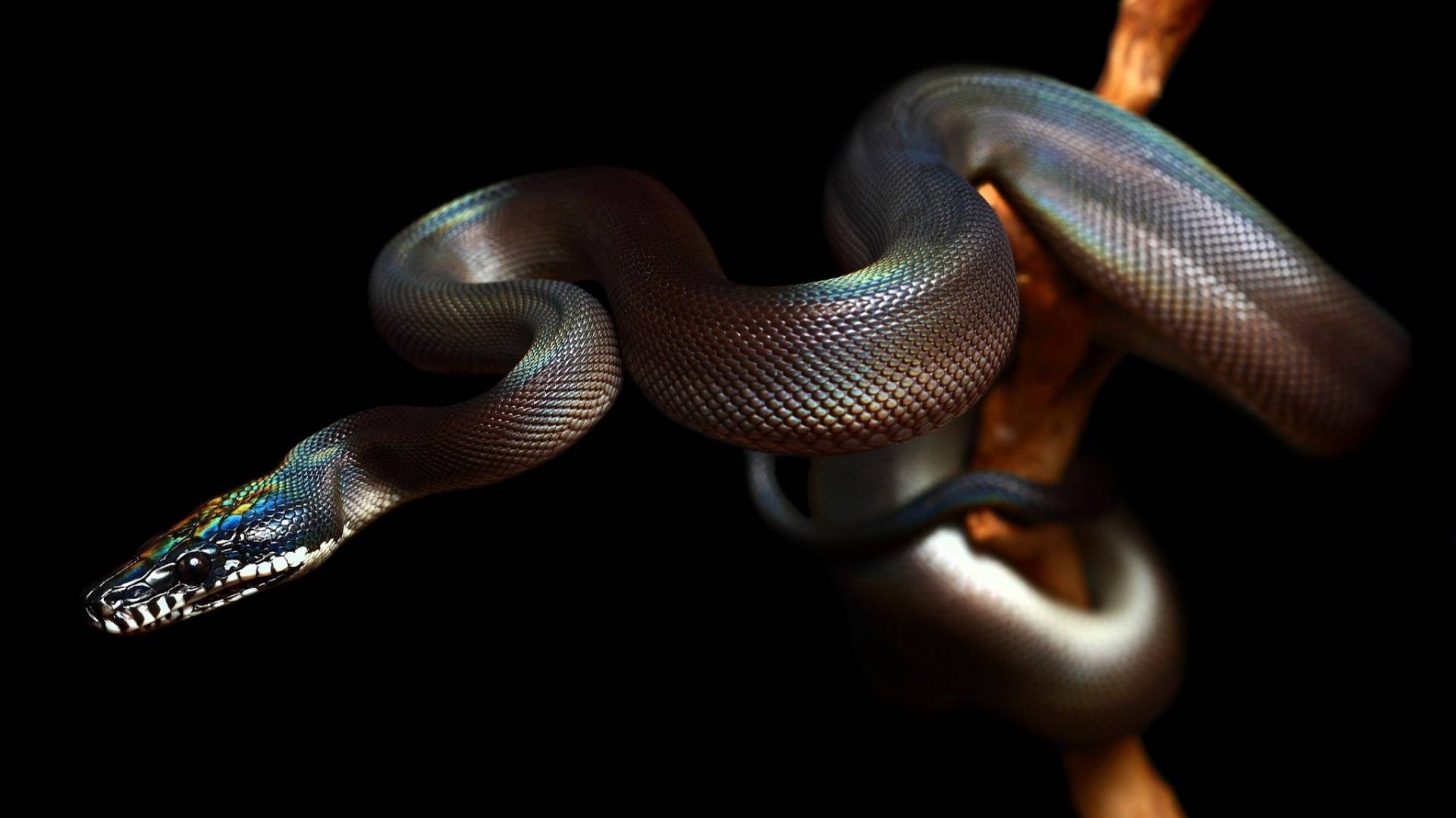 Интересные зверушки в 4К смотреть онлайн