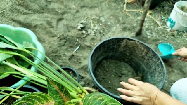 เดหลีด่าง แยกปลูกใหม่ ทดลองดินปลูก смотреть онлайн