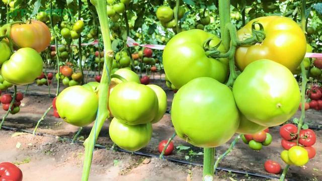 Испытание и выбор высокорослых томатов от Enza Zaden