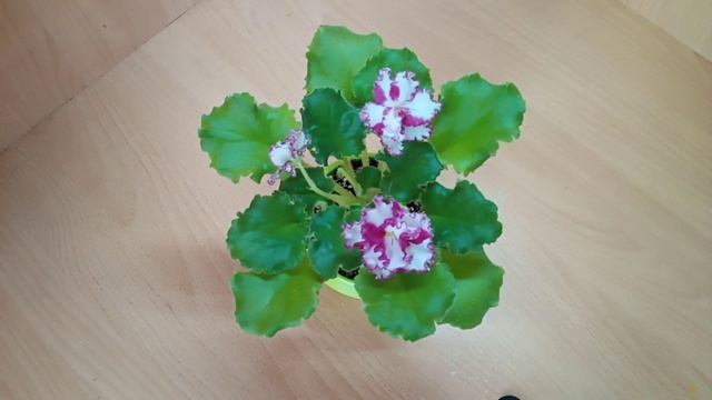 Химера :Самая красивая и загадочная фиалка! Открываем тайны фиалок химер! смотреть онлайн